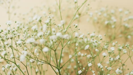 video of multiple white flowers and copy space on yellow background