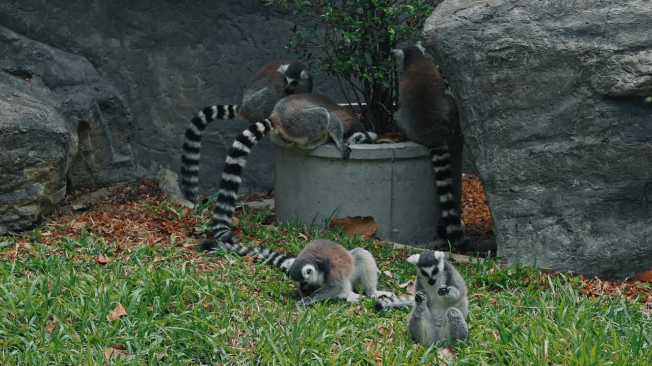 A group of ring-tailed lemurs in an outdoor enclosure