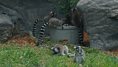 a group of ring-tailed lemurs in an outdoor enclosure