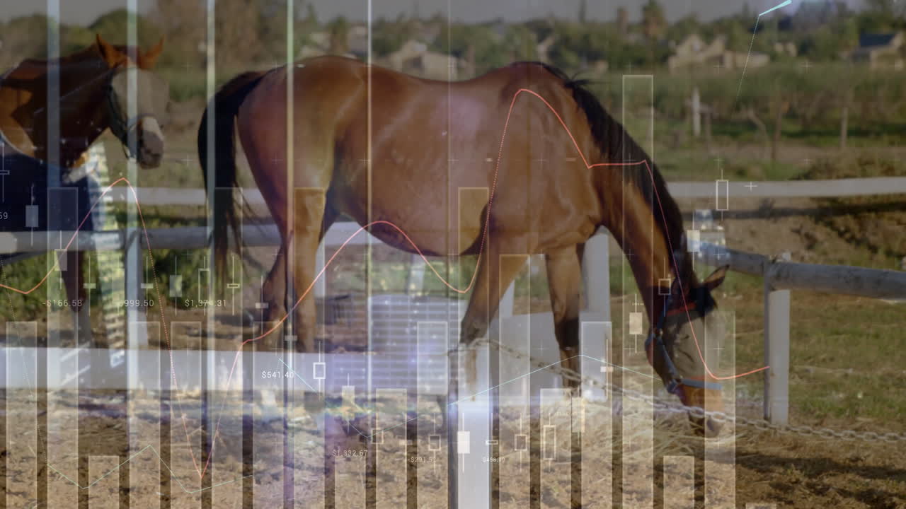 Finance charts floating across flat design paddock scene, with grazing horse, fence, bar graphs