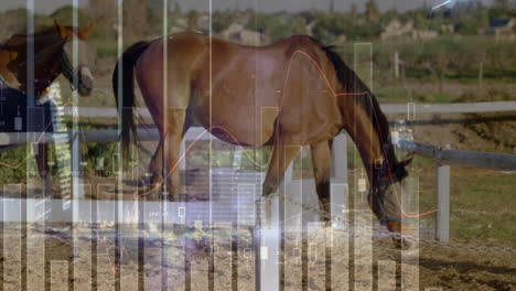 finance charts floating across flat design paddock scene, with grazing horse, fence, bar graphs