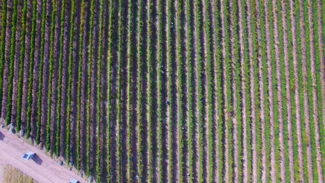 aerial: overhead shot of workers harvesting wine grapes in vineyard