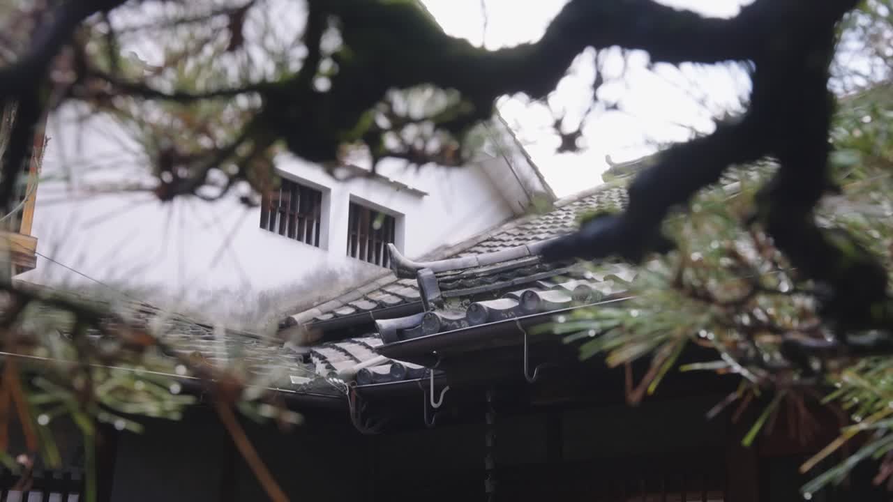 Japanese Traditional House, Kaita Town, Reveal from Matsu Pine Tree