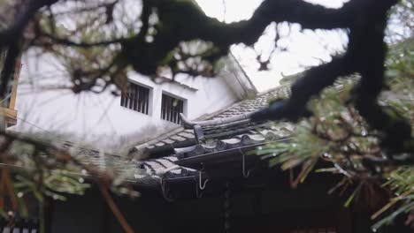japanese traditional house, kaita town, reveal from matsu pine tree