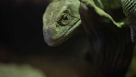 el perfil lateral del monitor de sabana es la extensión de la tongue.