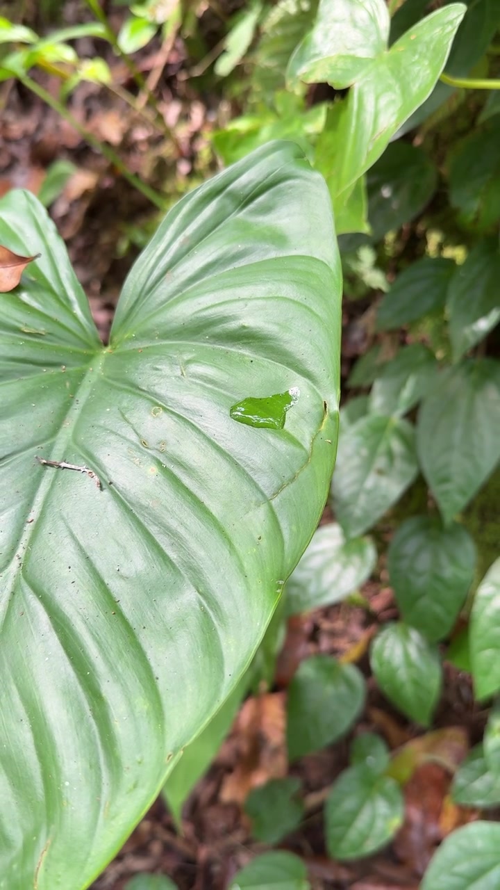 Goccia di pioggia che scivola lentamente lungo una grande foglia tropicale verde