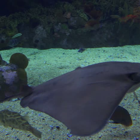 a manta ray swims underwater