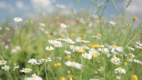 Hermosa-Escena-De-La-Naturaleza-Con-Flores-Florecientes-En-La-Llamarada-Del-Sol