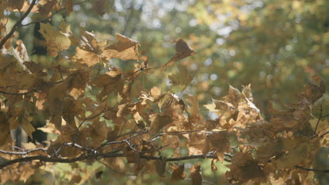 Tiro-Estático-De-Hojas-Doradas-De-Otoño-Meciéndose-En-El-Viento