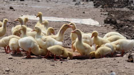 group of ducklings eating together on ground