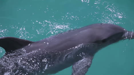 delfines 16