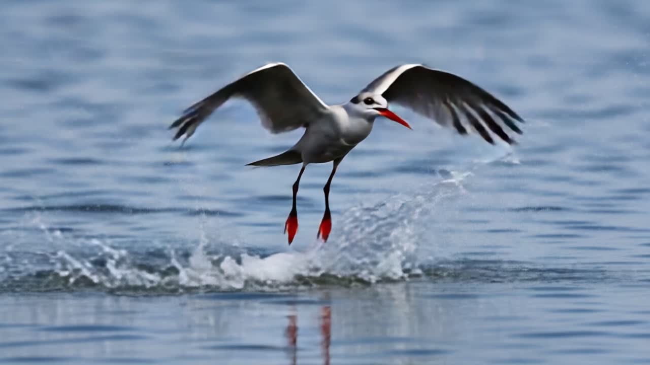 A Majestic Bird in Flight: Capturing the Graceful Moments of a Water-Dependent Seabird During Its Aerial Maneuver Above the Tranquil Water Surface