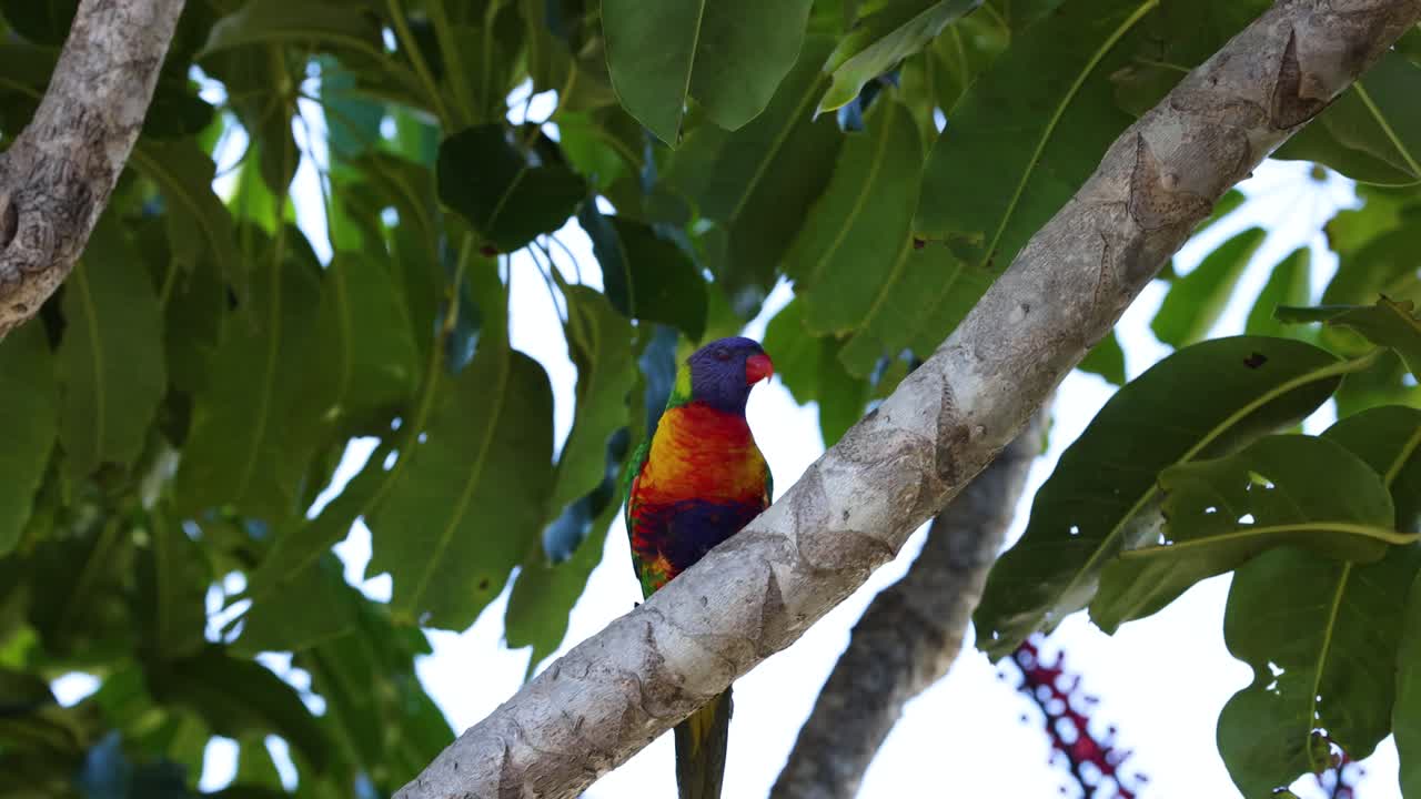 lorikeets arco iris moviéndose entre las ramas de los árboles