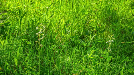 mariposa-orquídea creciendo entre vibrantes campos verdes durante el día ventoso