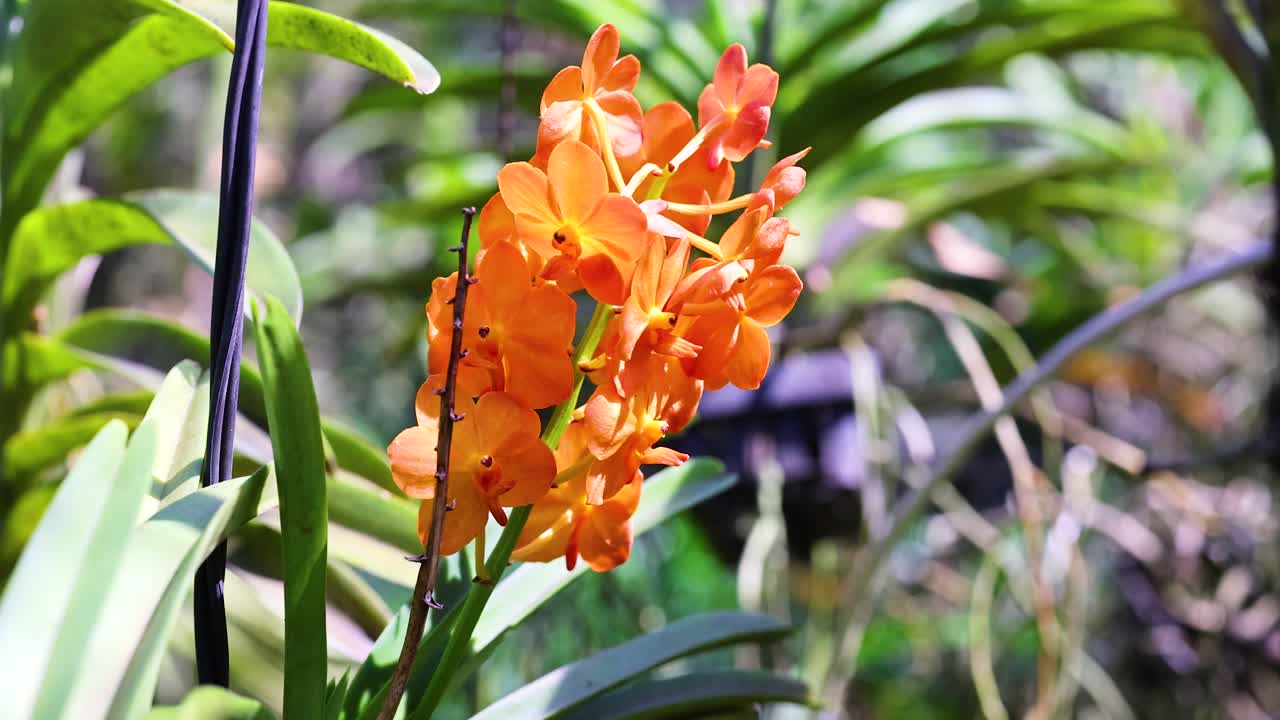 밝은 오렌지색 오키디는 부드러운 바람에 흔들립니다.