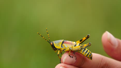 slow motion: close up toxic, colorful male elegant grasshopper turns around on a caucasian womans finger to face left with green out of focus background