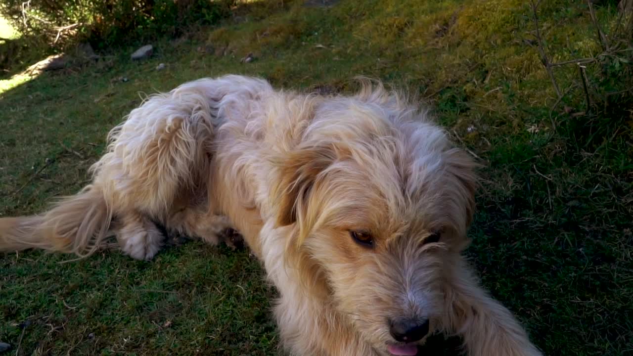 grass.mp4의 귀여운 행복한 개