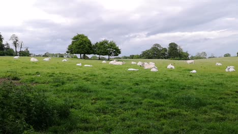 Weißes-Parkvieh,-Das-Sich-Auf-Der-Grünen-Wiese-Hinlegt