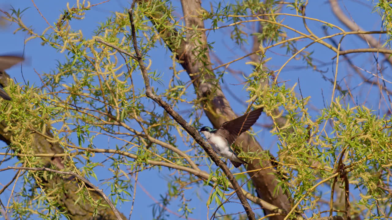 Purple martins in slow-mo, weaving trails through the spring sky.