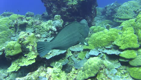 male bumphead parrotfish over coral reef, swimming left to right