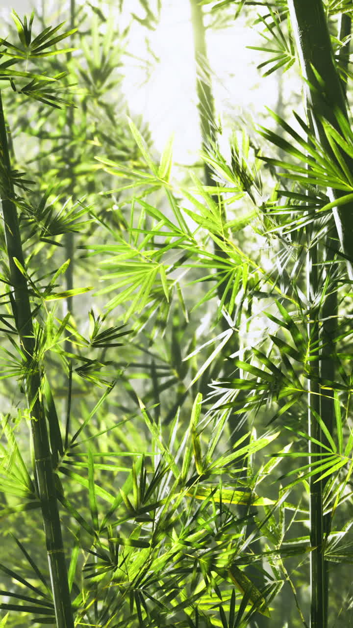 Lush green bamboo forest glowing under the warm sunlight in tranquil nature