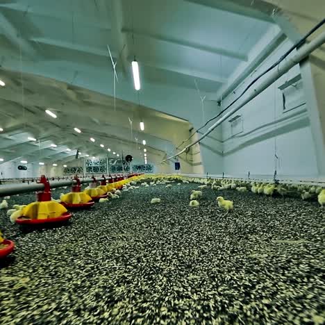modern chicken farm
