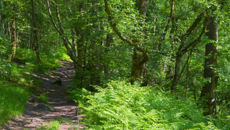 Woodland-path-leading-through-a-lush-green-woodland-forest