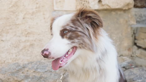 close up of an australian shepherd on leash