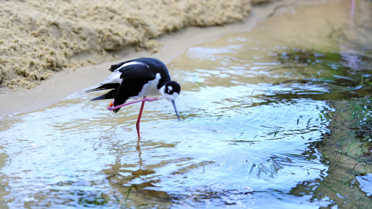 pájaro hawaiano de patas largas en la costa tranquila