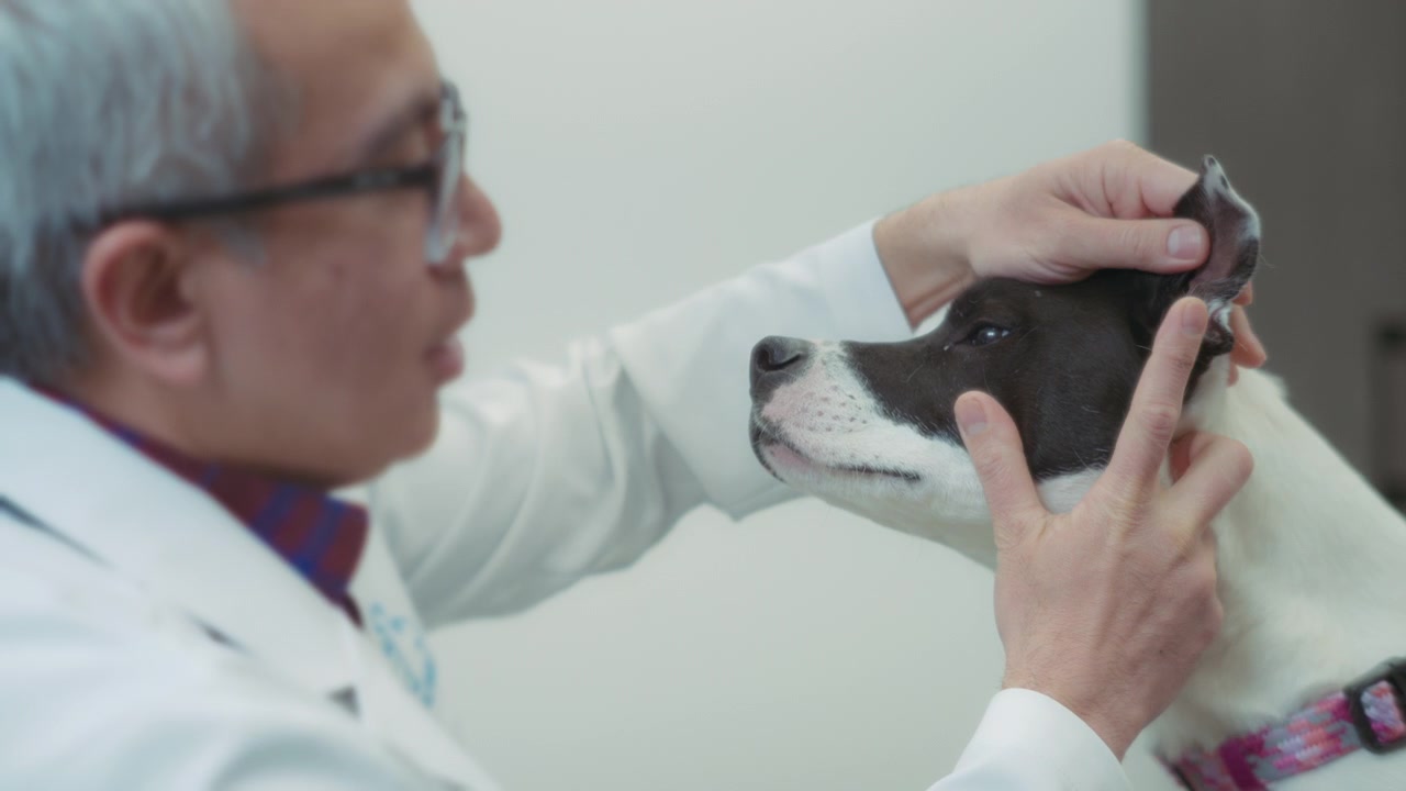 Veterinario esamina un cane in clinica.