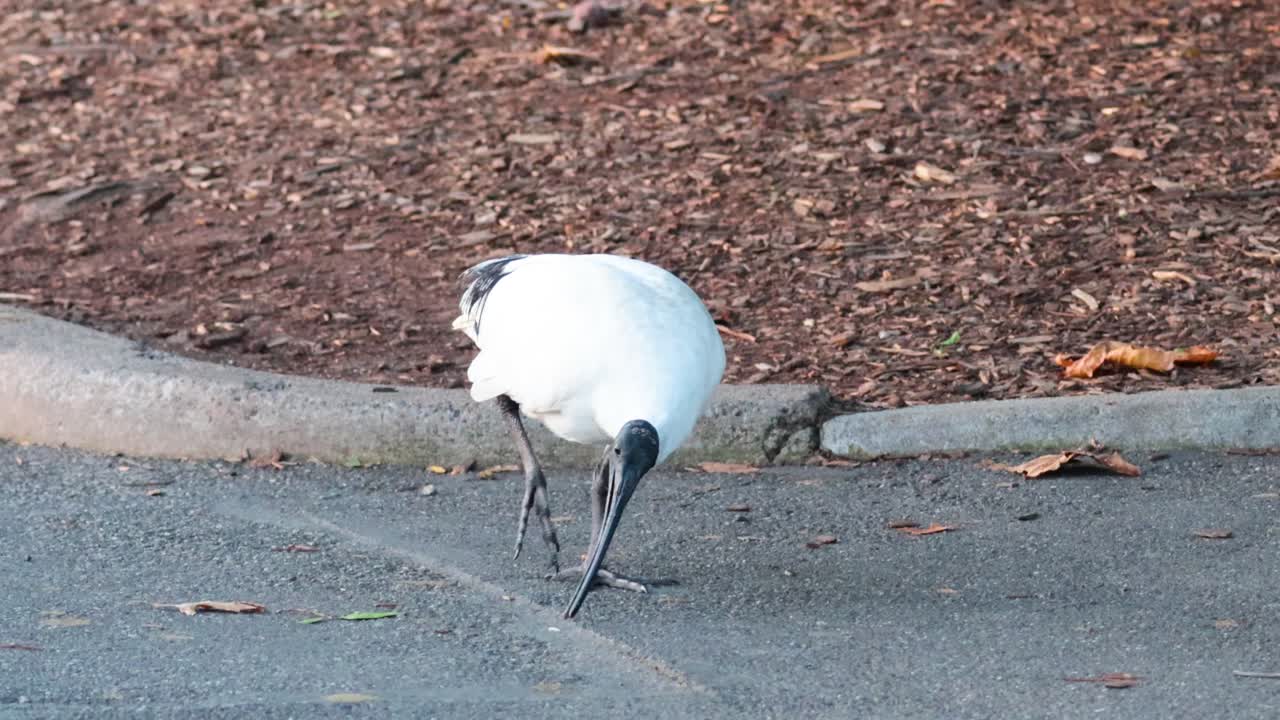 검은 머리 이비스와 작은 새가 동물원 내의 포장된 길에서 상호 작용하여 자연스러운 행동을 나타니다.