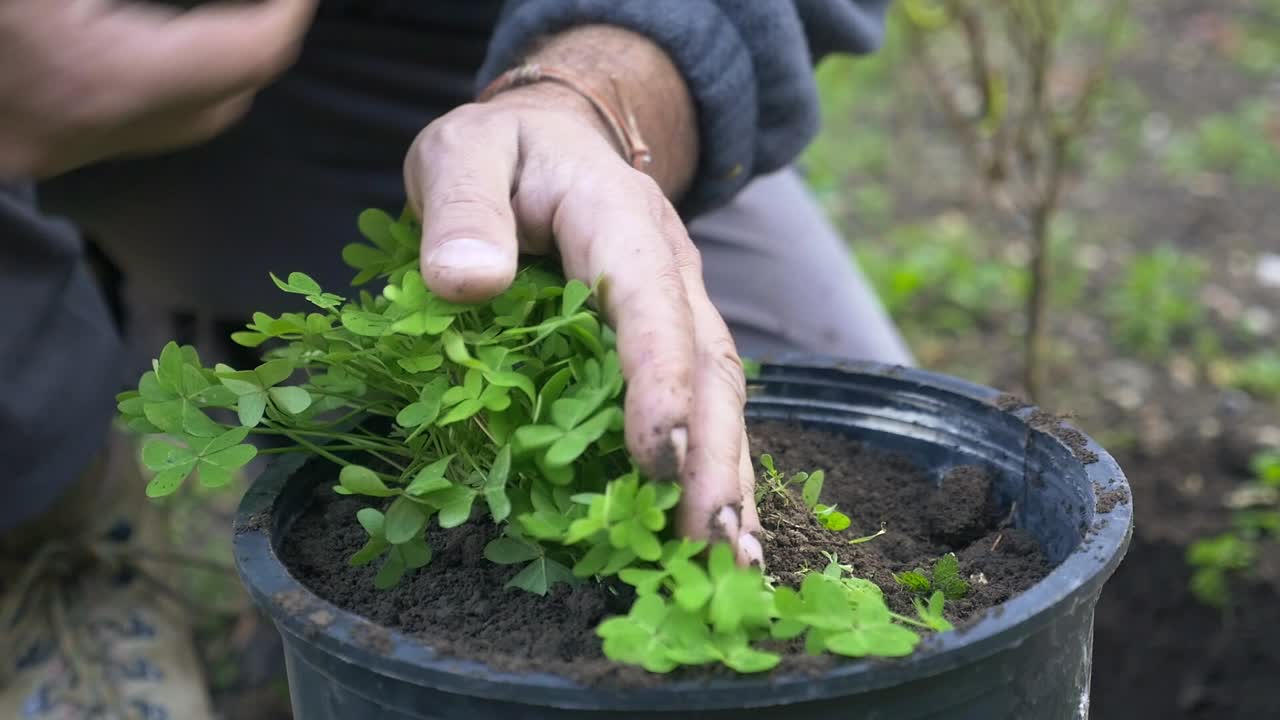 Close-up of hands transplanting a plant with green leaves into a pot with soil