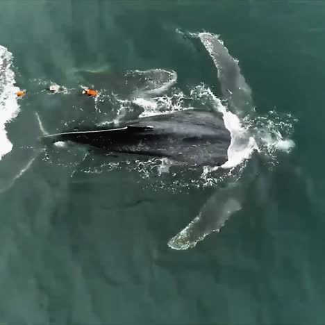 imágenes aéreas y submarinas de una ballena jorobada herida enredada en artes de pesca