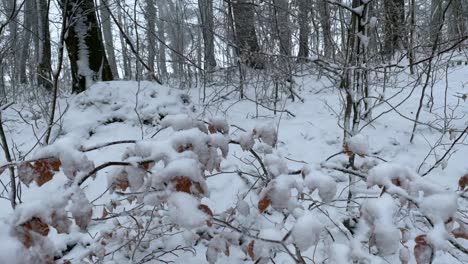 snow covered dry leaves on the branches in the forest during winter - close up