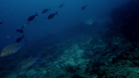 tres trevally de aletas azules pasan por la cámara contra un fondo rocoso parecido a un desierto