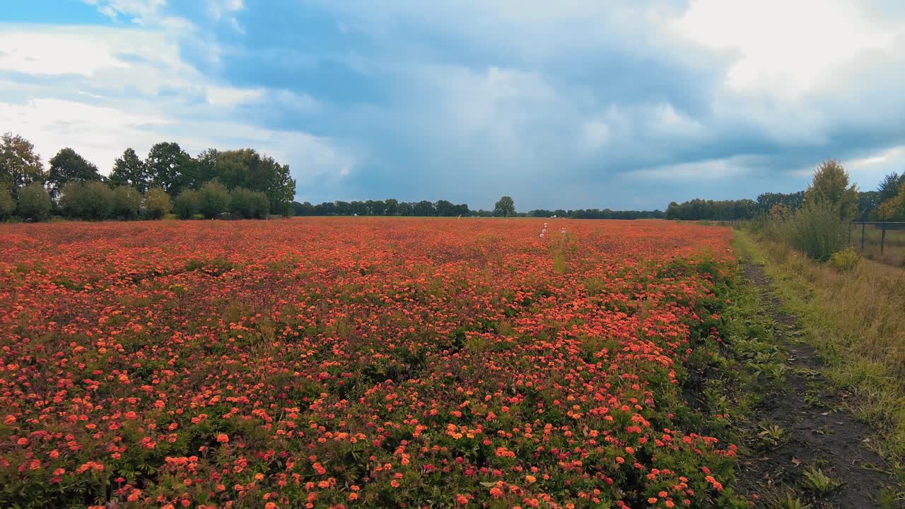 Ampia ripresa in dolly e in movimento di prati, calendule, giardino fiorito arancione, vivaio nei Paesi Bassi
