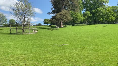 Static-Panning-Shot-Of-Red-Deer-And-Alpacas-In-A-Field-At-Culzean-Castle,-Scotland,-UK