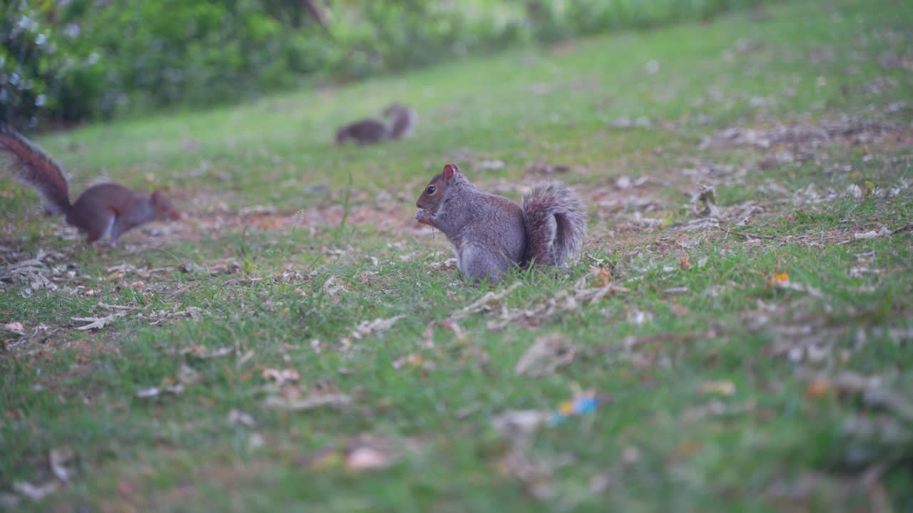Handheld shot of eastern gray squirrel nibbling on food with two more squirrels in background, Sheffield Botanical Gardens, England