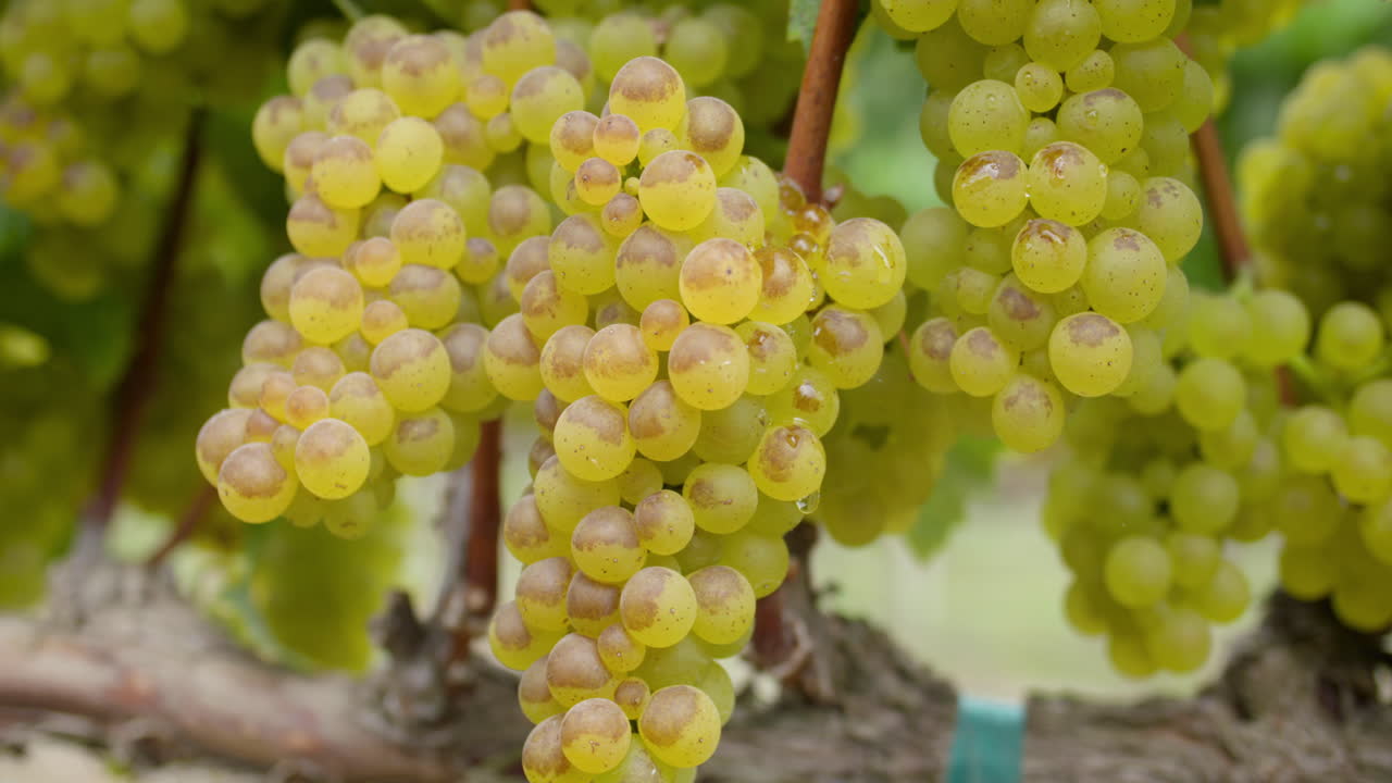 Close-up of Ripe Grapes on a Vine