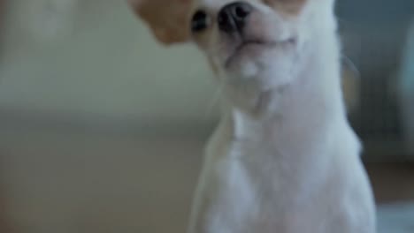 cute-chihuahua-puppy-looking-at-the-camera-confusingly,-puppy-tilting-its-head-at-the-camera