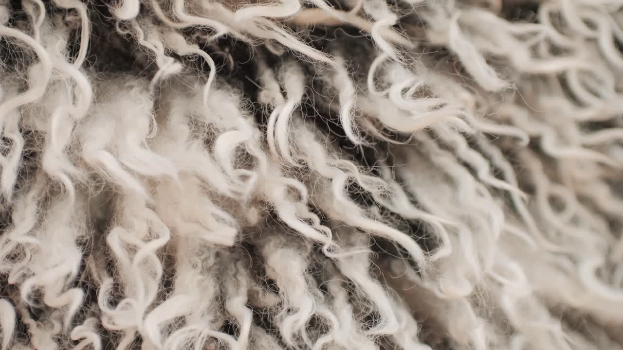 A closeup of soft, curly wool fibers in natural, neutral tones, showing intricate details and textures