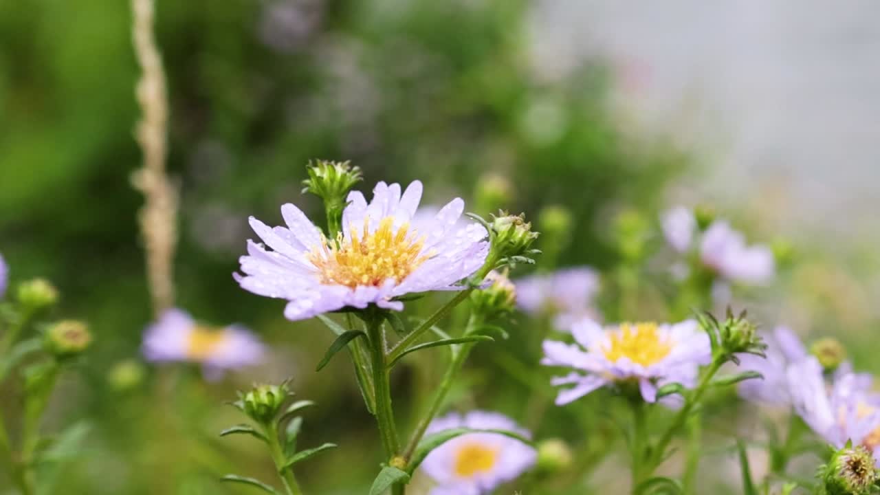 Pengambilan gambar jarak dekat yang cerah dari bunga aster ungu berpusat kuning yang bermekaran di padang rumput.