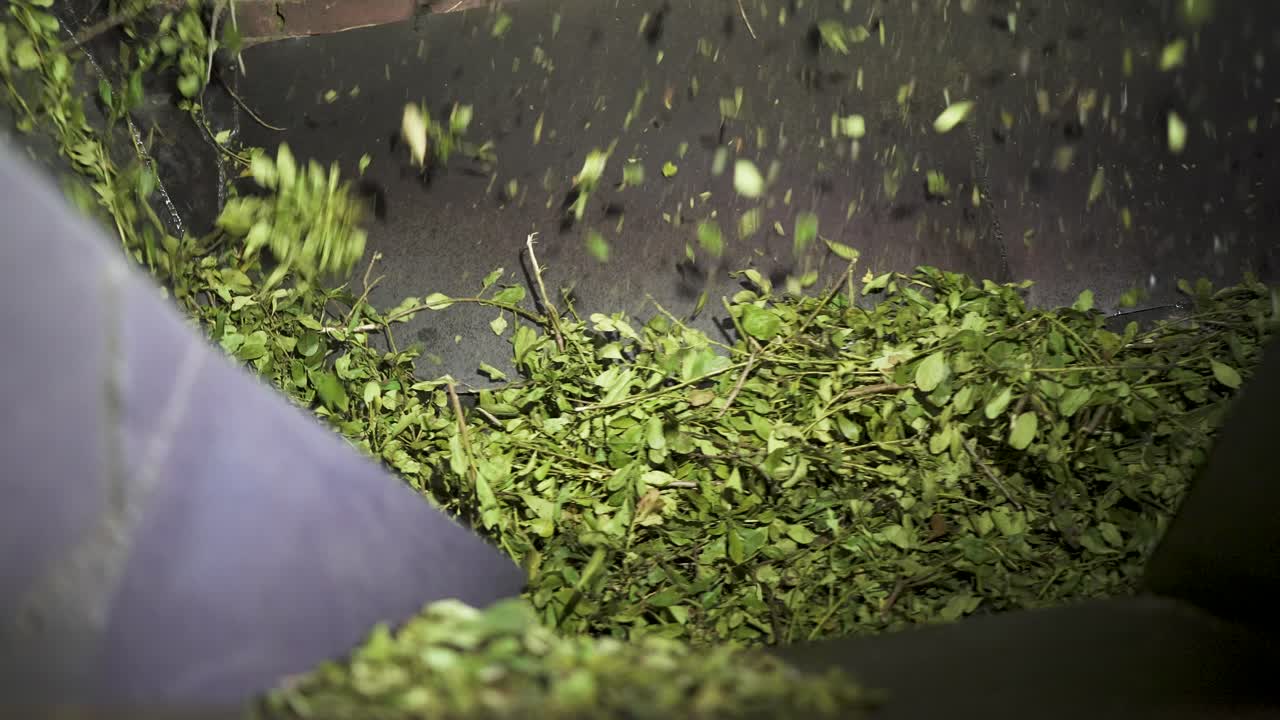 Close-up view of Yerba maté leaves rotating in industrial processing machine