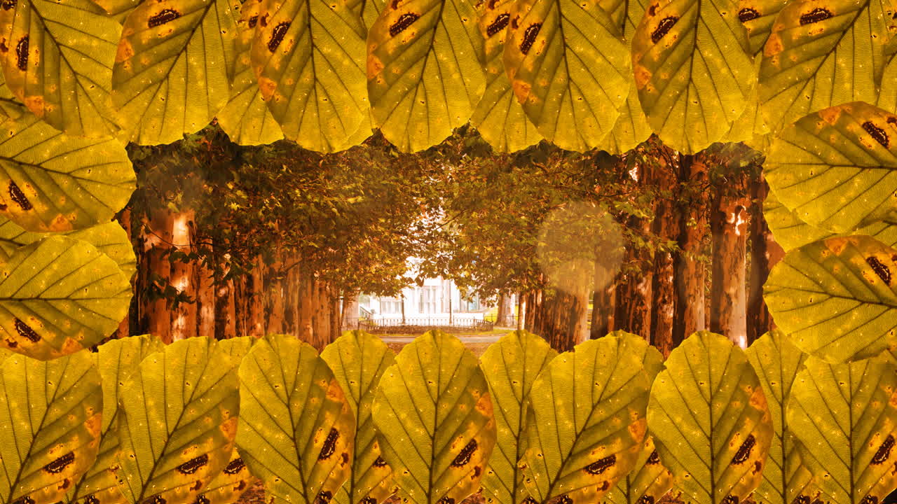 animación del marco de las hojas de otoño sobre el fondo del bosque de otoño