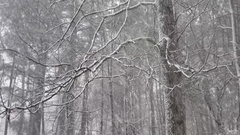 Nieve-De-Invierno-Cayendo-Pegada-A-Los-árboles