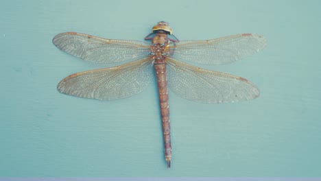 brown hawker dragonfly top down view anatomy