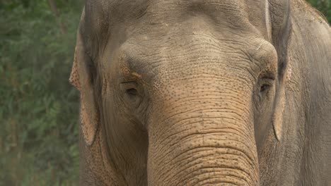 Elefante-Asiático-Parado-En-Una-Tormenta-De-Arena