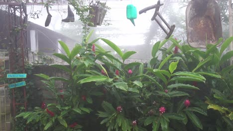 a creative garden in the fogy mountains of minca in colombia