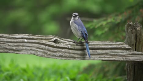 isolated closeup portrait of a wild canada blue jay, majestic bird of canada and north america