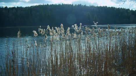 muchas plantas acuáticas de bulrush en la orilla del lago en un día soleado